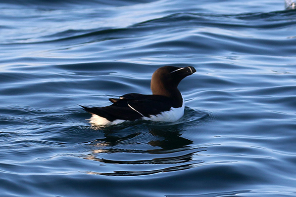 Farne Islands - alk